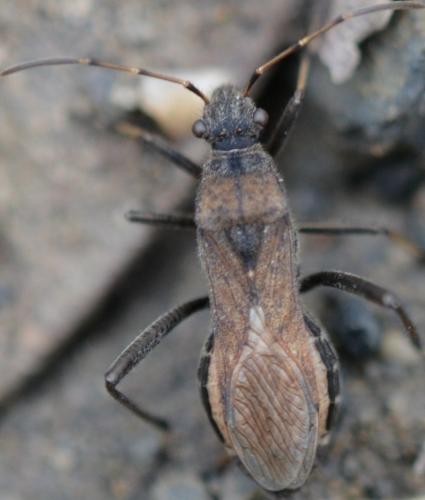 Réf. 243 999 : Alydus calcaratus